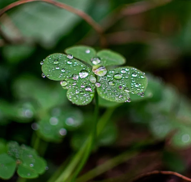 a 4 leaf clover for good luck in buying real estate